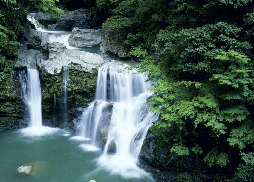 动物帮帮忙保卫家园